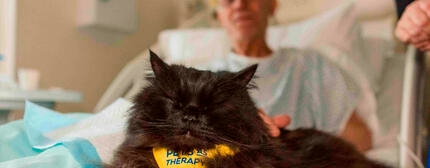 pets as therapy