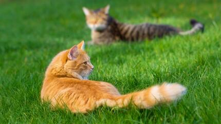 due gatti seduti all'aperto 