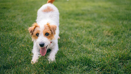 Cane che gioca all'aperto