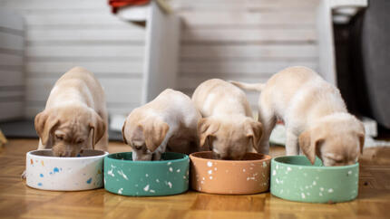 cuccioli che mangiano da ciotole colorate