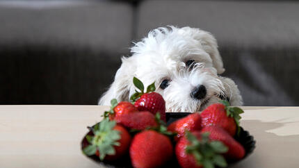 cane guarda fragole