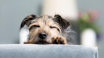 primo piano di cane che dorme su divano