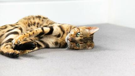 Gattino Bengal con occhi verdi sdraiato sul tappeto