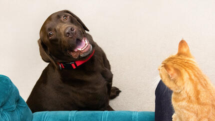 labrador marrone e gatto rosso