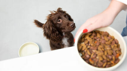 Cibo secco o umido per cani?