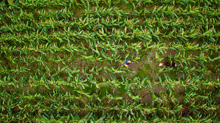 Agricoltura rigenerativa