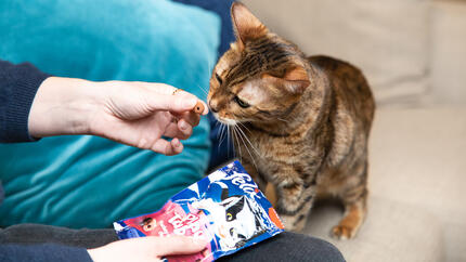 Snack e premi per gatti: quali scegliere e come darli