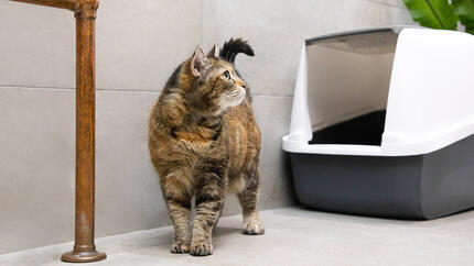 Vermi nel gatto: sintomi, tipi e come eliminarli