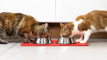 Cibo secco o umido per gatti: qual è meglio?