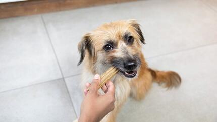Masticativi per cani: tipi, benefici e come sceglierli
