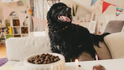 Idee per il compleanno del cane: come festeggiare il giorno speciale del tuo cane