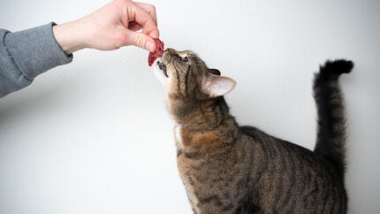 Dieta cruda per gatti: i gatti possono mangiare carne cruda?