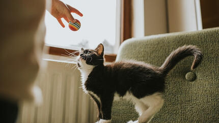 Cosa regalare a un gatto per il suo compleanno