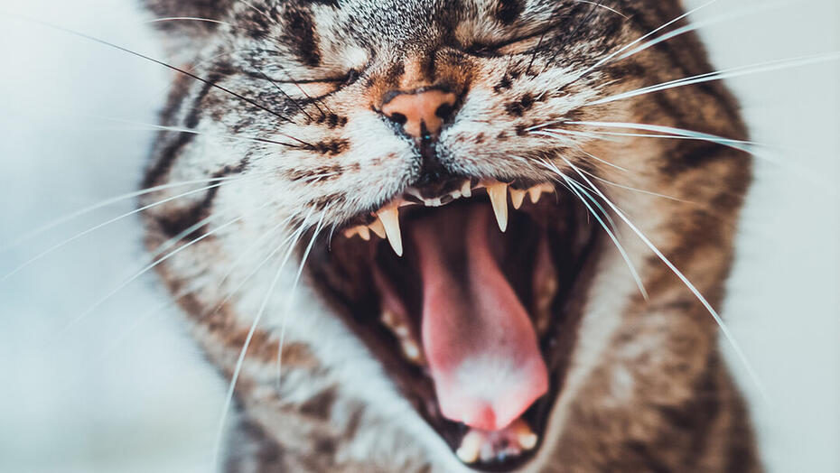 Denti gatto prevenzione tartaro