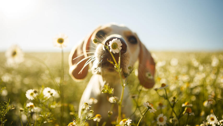 Quel fastidioso prurito del tuo cane arrivano primavera e allergie