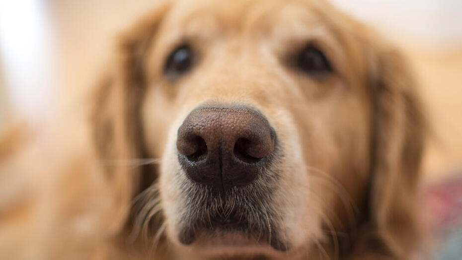 Chiuda in su del naso di un cane