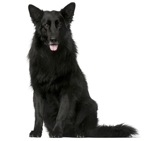 Cane da pastore belga Groenendael