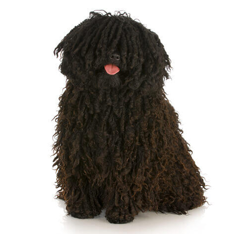 Puli ungherese