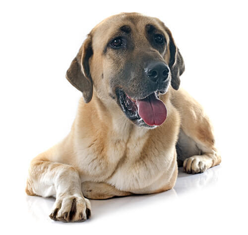 Cane da pastore dell’Anatolia
