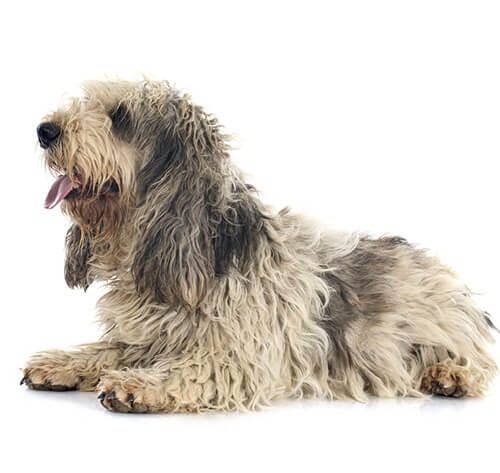 Grand Basset Griffon Vendeen