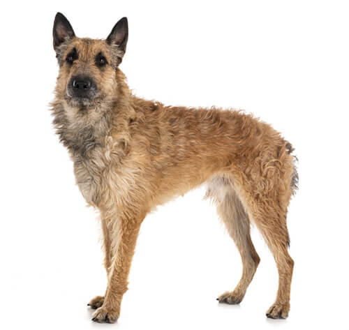 Cane da pastore belga (Laekenois)