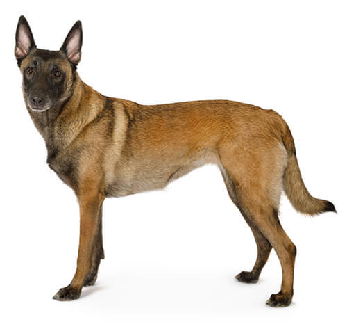 Cane da pastore belga (Malinois)