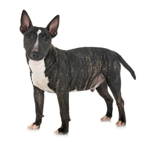 Bull Terrier (Nano)