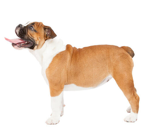 Bulldog