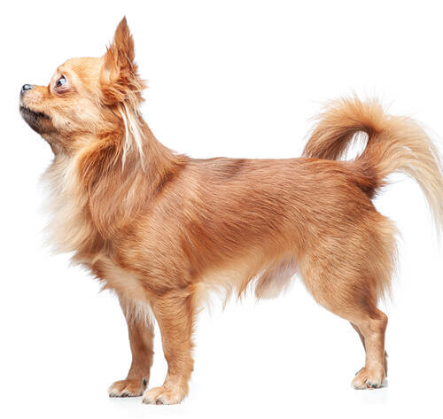 Chihuahua (pelo lungo)