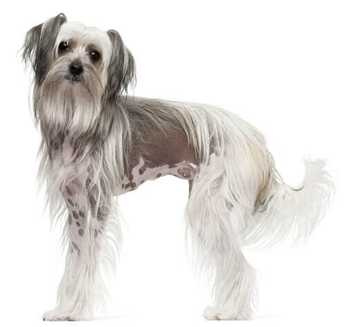 Chinese Crested Dog