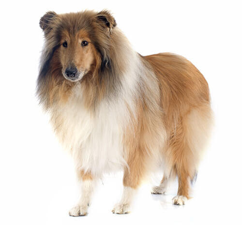 Collie a pelo lungo