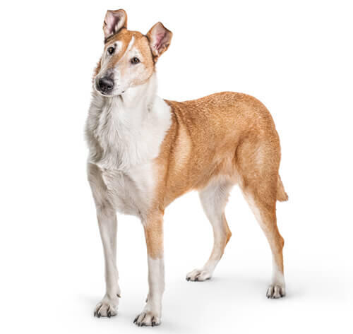 Collie a pelo corto