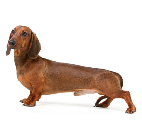Bassotto (a pelo liscio)
