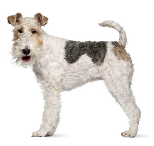 Fox Terrier a pelo ruvido