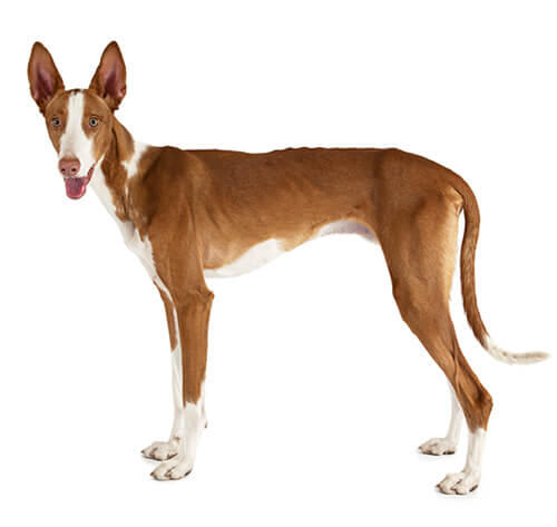 Podenco ibicenco