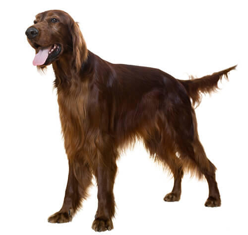 Setter irlandese