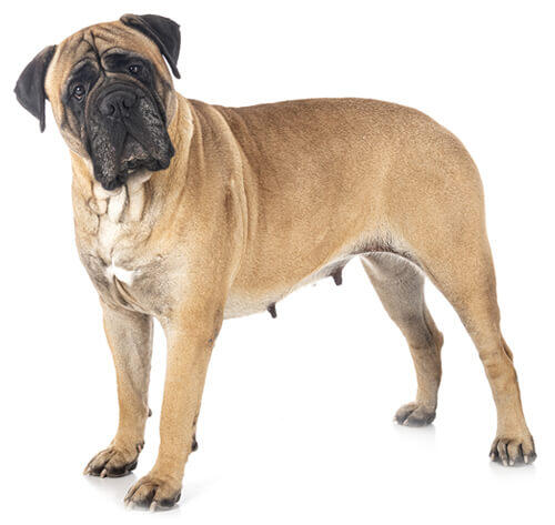 mastino