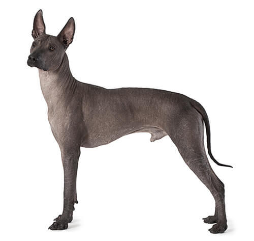 Xoloitzcuintle (cane nudo Messicano)