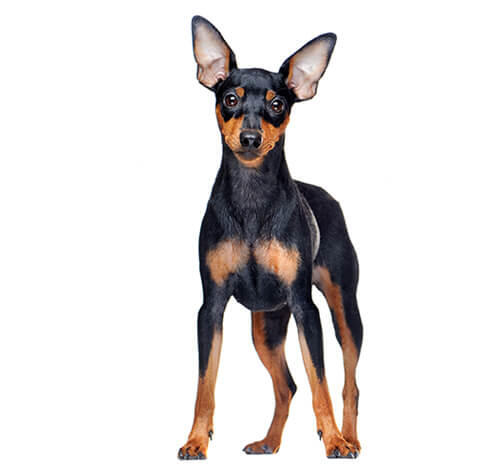 Pinscher nano