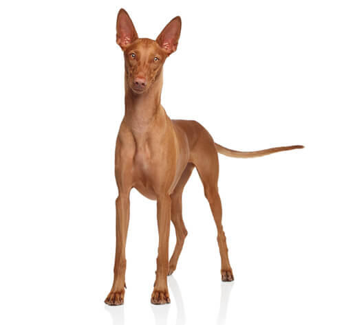 Cane dei faraoni (Pharaoh Hound)