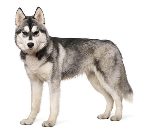 Husky