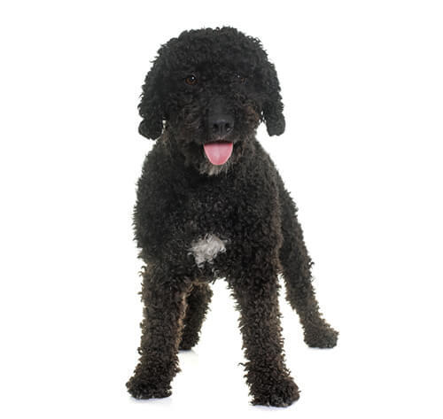 Cane d'acqua spagnolo