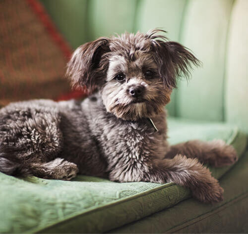Yorkipoo