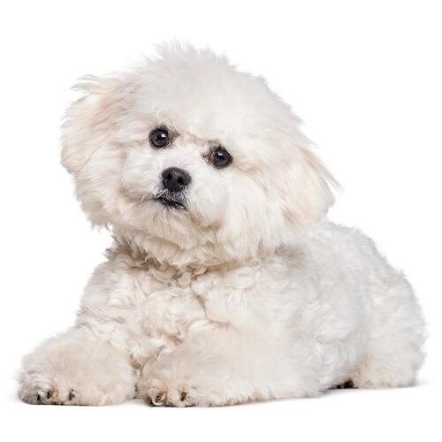 Bichon Frisé