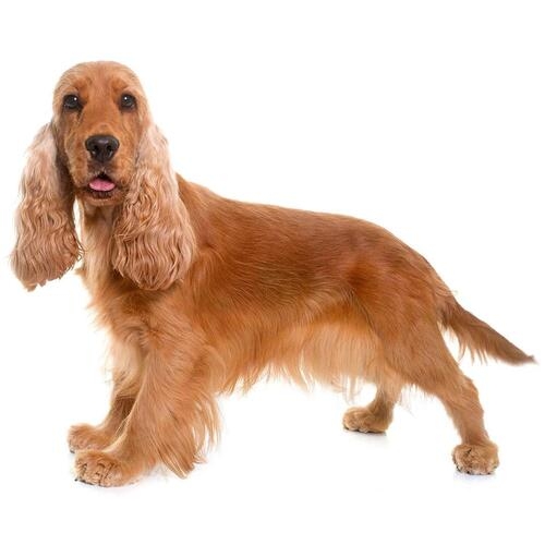  Cocker Spaniel Inglese