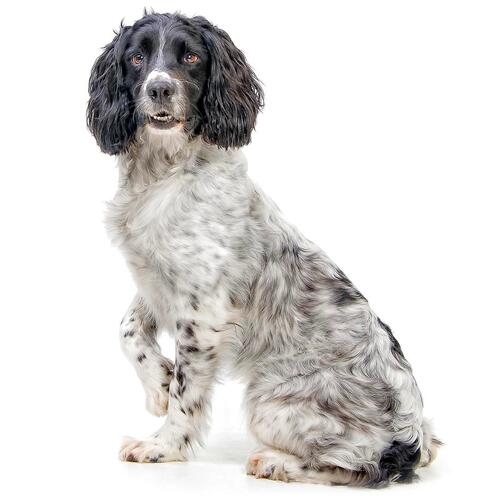 Springer Spaniel inglese