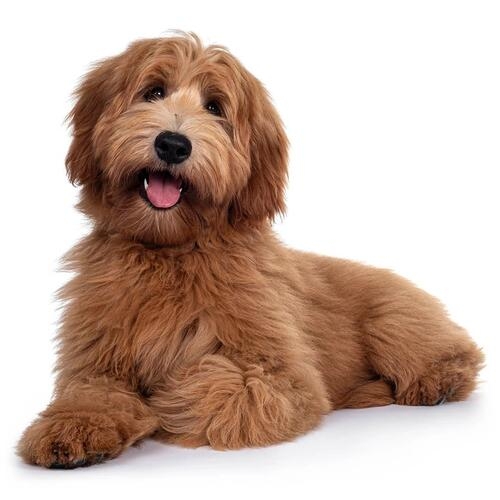 Labradoodle