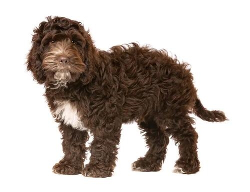 cockapoo dog