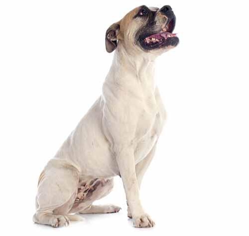 American Bulldog