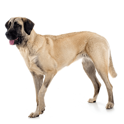Kangal